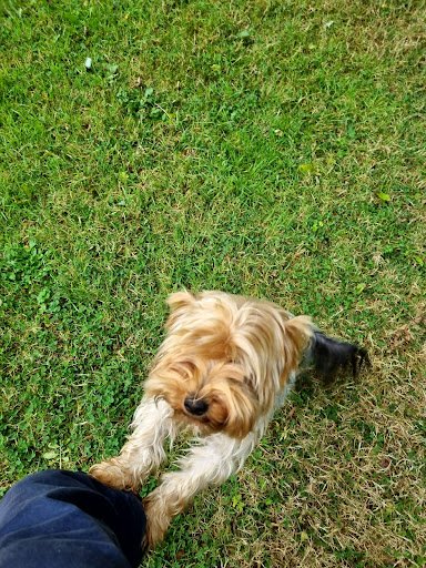 A Dog's Life Cobh listing image