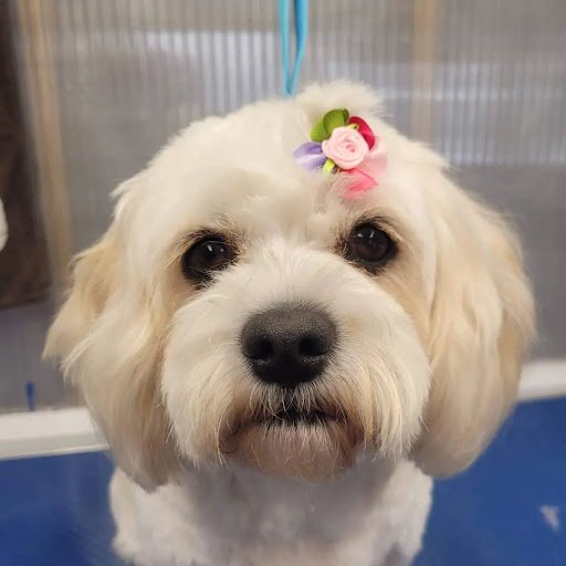 A Groomer's Tail listing image