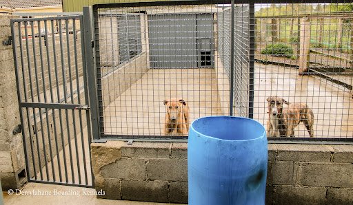Abbeyleix Boarding Kennels listing image
