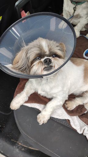 Advanced Pet Care Smith and Foley - Navan listing image