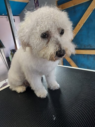 Ali S Dog Grooming Salon listing image