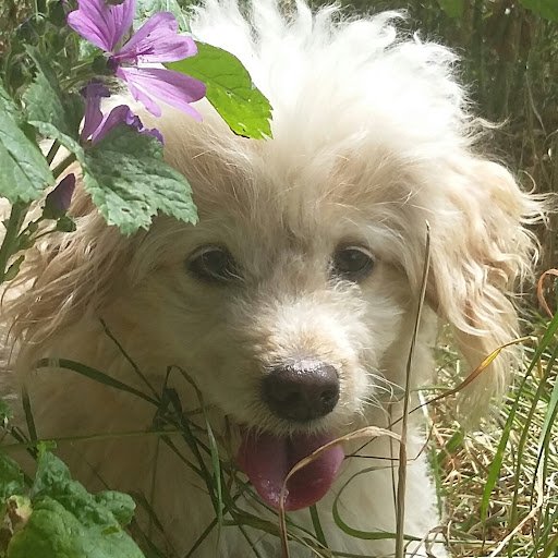 All 4paws - Dog Training Walking and Sitting listing image
