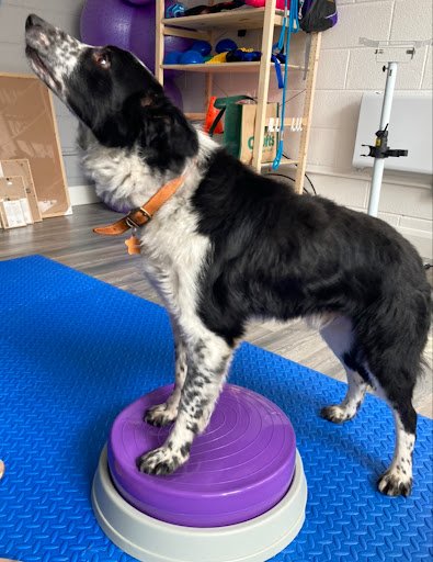 All Creatures Veterinary Physiotherapy listing image