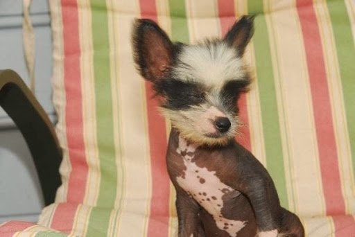 All Paws listing image