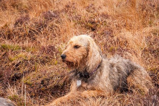 Amandas Kennels and Cattery listing image