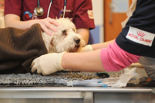 Animal Care Vets - Douglas listing image