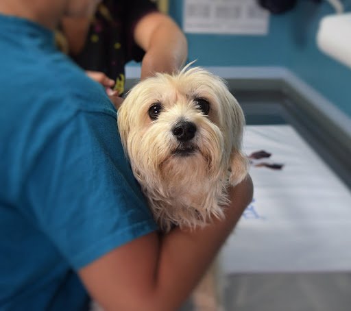 Arena Veterinary Hospital listing image