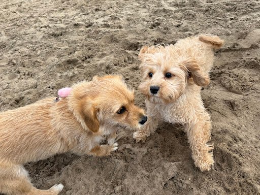 Arklow Dog Park listing image