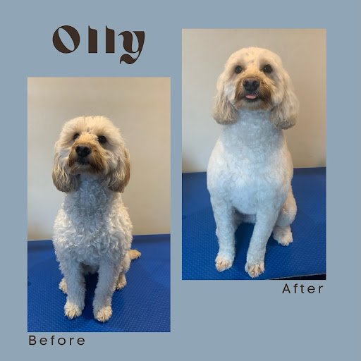 Ashbourne Dog Grooming & Training listing image