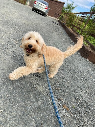 Ballinatone Boarding Kennels listing image