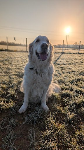 Ballincollig Dog Park (Private Hire) listing image