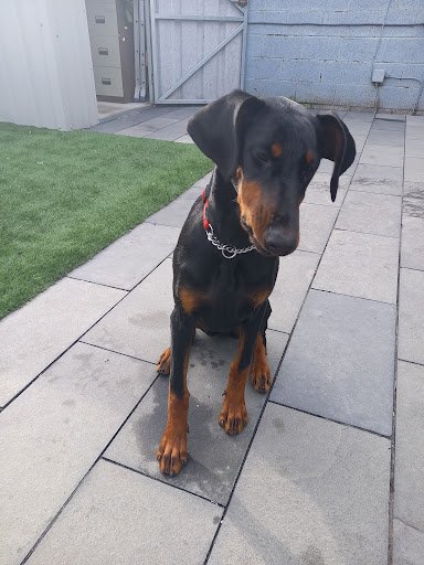 Ballygarvan Kennels & Grooming listing image