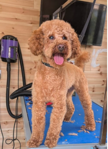 Bark Avenue Dog Hotel listing image