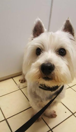 Barkers Grooming Parlour listing image