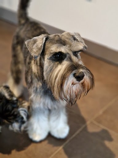 Barkin Bubbles listing image