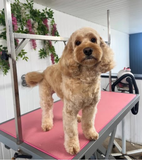 Barks & Bubbles Dog Grooming listing image