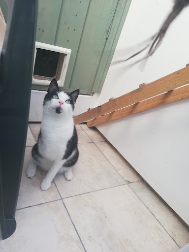 Barna Cattery listing image