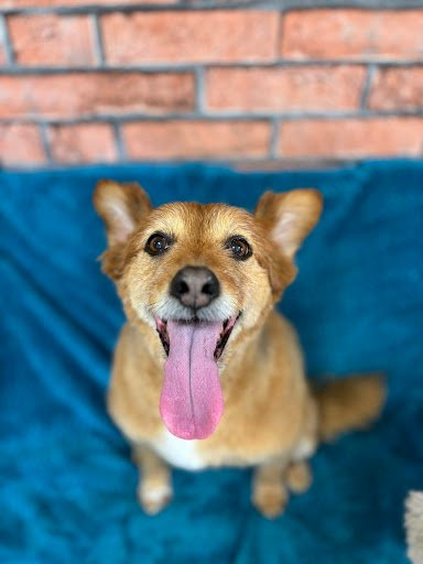 Becky’s Dog Grooming listing image