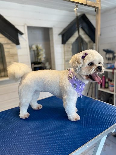 Belrose Boarding Kennels & Cattery listing image