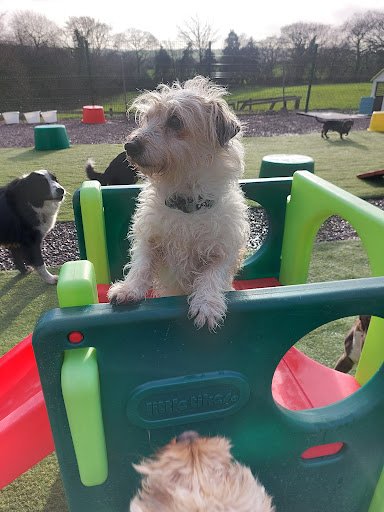 Blarney Doggie Daycare & Boarding listing image