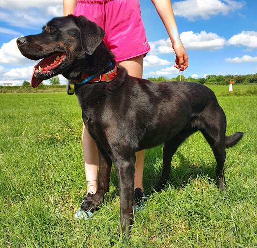 Brockhill Boarding Kennels and Cattery listing image