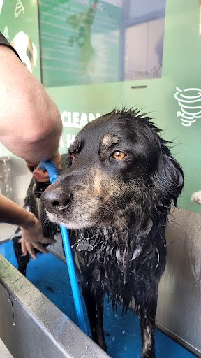 Bubbles Dog Wash - Dublin 11 listing image