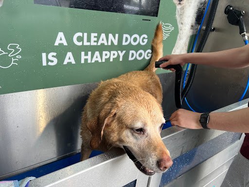 Bubbles Dog Wash - Lucan listing image