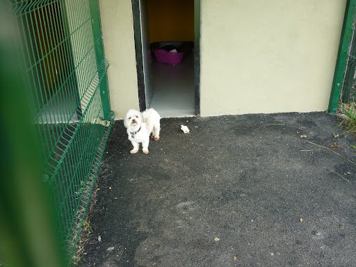 Cappamurragh Luxury Boarding Kennels listing image