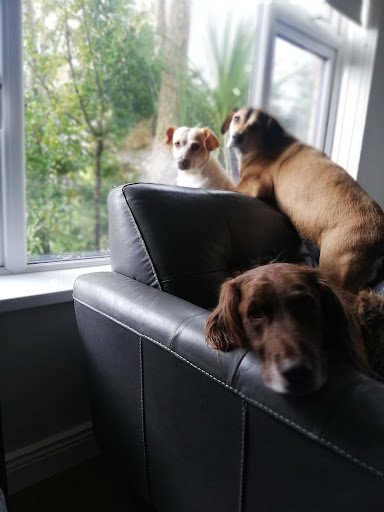 Carlow Kilkenny Dog Shelter listing image