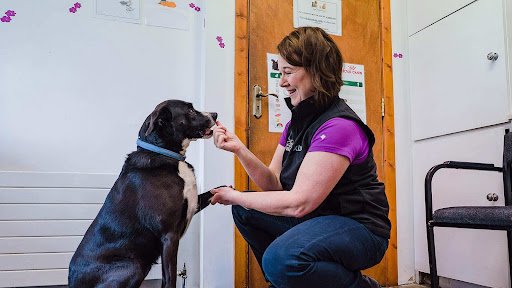 Carn Vet Clinic listing image