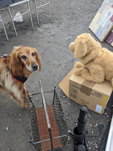 Cavan Petshop listing image