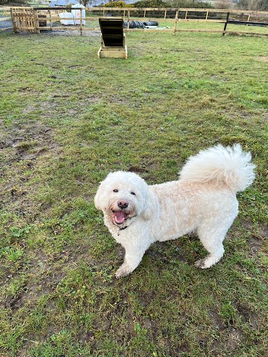 Charlie’s Dog Campus listing image