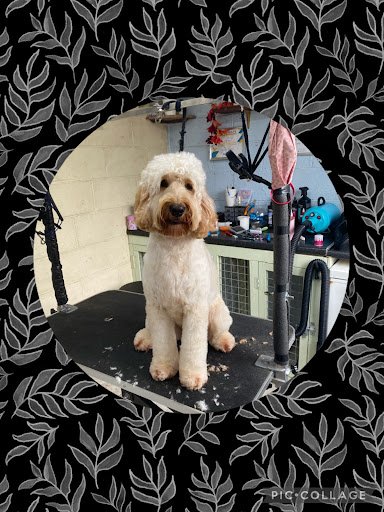 Chic Dog Grooming Salon listing image