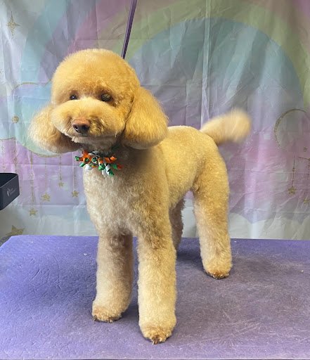 Clip a Doodle Doo Dog Salon and SPA listing image