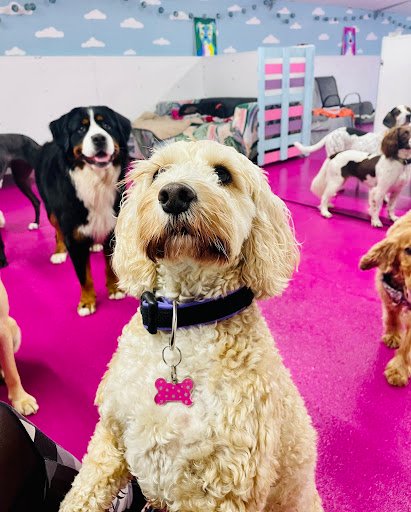 Cloud K9 Dog Daycare listing image