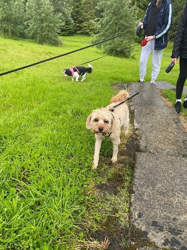 Cnoc Na Gaoithe Kennels and Cattery listing image