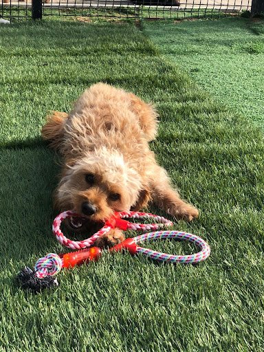 Coco's Kennels listing image