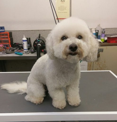 Cspca listing image