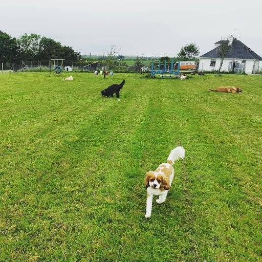Cullen Dog Daycare and Grooming listing image