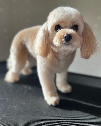 Dazzling Dogs Claremorris listing image