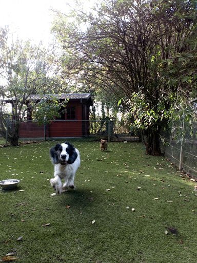 Deutsche Boarding Kennels & Cattery Limited listing image