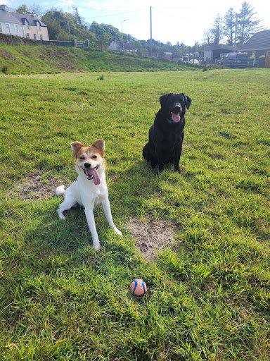 Dingle Doggo listing image
