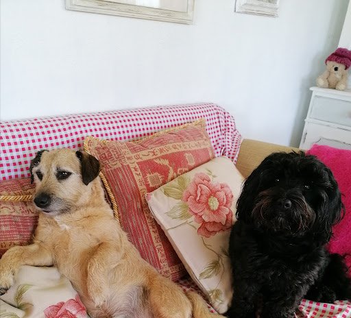 Dkd Veterinary Clinic(Dixons) listing image