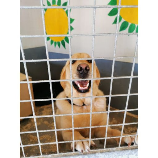 Dog Boarding Kennels Dublin - Delvin Kennels listing image