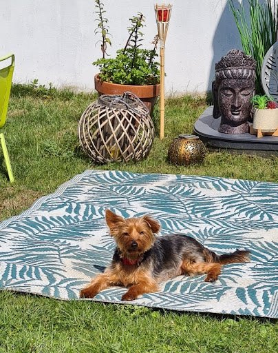 Dog Days Salon Dublin listing image