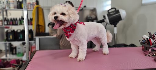 Dog Grooming Pearse Square Cork listing image