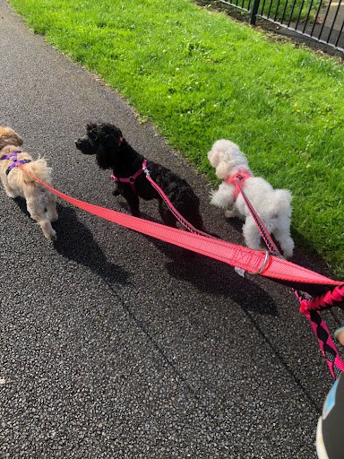 Dog Walkers Dublin listing image