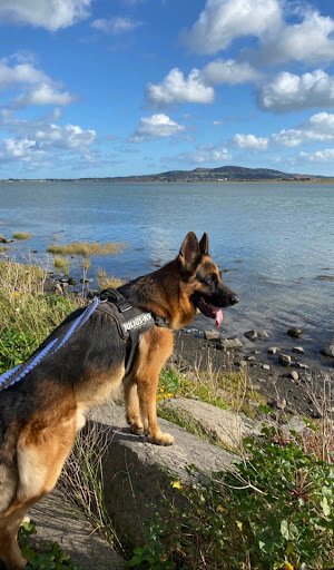 Dog Walking Royal Dogs listing image