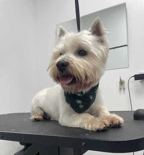 Doggie Soul Grooming listing image
