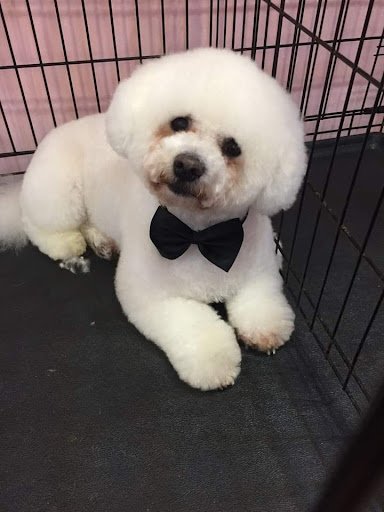 Doggy Diamond Grooming Studio listing image